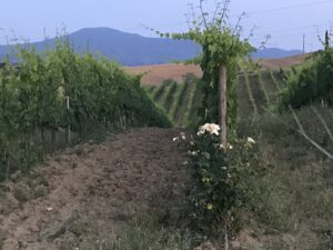 toscana siena Montalcino scrittura paesaggi asso vigneto vino rosa