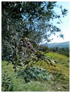 olio olivi toscana siena vino agriturismo degustazioni orcia vald'orcia ripa d'orcia 