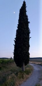 cipresso toscana Montalcino siena emozioni vino viti scrittura rosa 