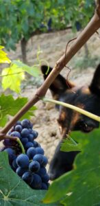 vino cane pastore tedesco sangiovese wine degustazioni cantina toscana siena orcia vald'orcia 