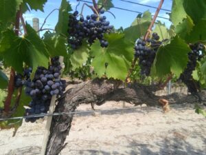 wine vino Pienza toscana siena Valdorcia capitoni degustazioni