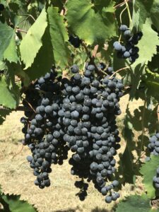 caiatine-b&b-piracante-campagna-vino-olio-vacanze-natura-caiazzo-caserta