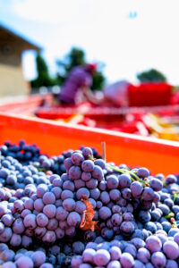 wine-vino-poggio-grande-toscana-siena-degustazioni-olio