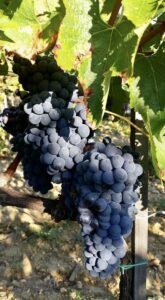 Messico-vigna-zipolite-acapulco-argentina-toscana-valdoria-vino-orcia-orciadoc-artigianato-collane-vegliena-marmellate-frutteto-rosato-olioextraverginedioliva-olio-siena-agriturismo-gelbaum-Romagnoli