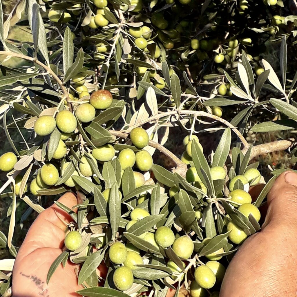 Messico-vigna-zipolite-acapulco-argentina-toscana-valdoria-vino-orcia-orciadoc-artigianato-collane-vegliena-marmellate-frutteto-rosato-olioextraverginedioliva-olio-siena-agriturismo-gelbaum-Romagnoli