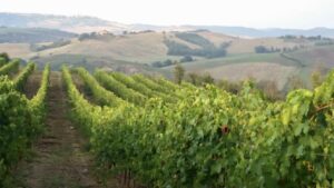 Messico-zipolite-acapulco-argentina-toscana-valdoria-vino-orcia-orciadoc-artigianato-collane-vegliena-marmellate-frutteto-rosato-olioextraverginedioliva-olio-siena-agriturismo-gelbaum-Romagnoli