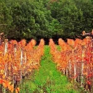 cabernetsauvignon-falanghina-pallagrellonero-greco-pallagrello-alepa-paolariccio-vino-naturale-caiazzo-caserta-aziendavinicola-mariacarolina-ricciobianco-borbone-borboni
