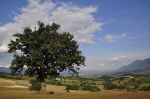 cabernetsauvignon-falanghina-pallagrellonero-greco-pallagrello-alepa-paolariccio-vino-naturale-caiazzo-caserta-aziendavinicola-mariacarolina-ricciobianco-borbone-borboni