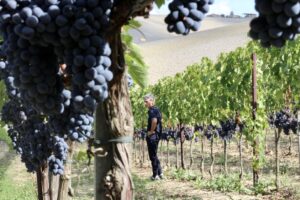 brunello-sangiovese-vigna-toscana-siena-montalcino-vino-wine-orcia-degustazioni-terzuoli-sassodisole