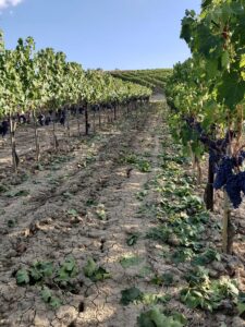 brunello-sangiovese-vigna-toscana-siena-montalcino-vino-wine-orcia-degustazioni-terzuoli-sassodisole