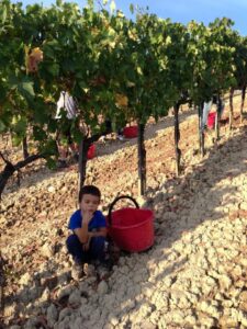 brunello-sangiovese-vigna-toscana-siena-montalcino-vino-wine-orcia-degustazioni-terzuoli-sassodisole