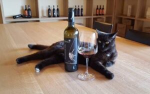 brunello-sangiovese-vigna-toscana-siena-montalcino-vino-wine-orcia-degustazioni-terzuoli-sassodisole