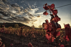 rosso-valdorcia-toscana-montalcino-brunello-siena-paesaggi-umani-blog-writer-vino-tordo-sagra-tradizioni-arcieri-arco