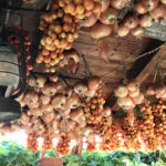 caserta-caiazzo-giardino-segreto-villasantacroce-agricoltura-olivecaiazzane-fagioli-miele-presidioslowfood-biologico-olio-ortaggi-degustazione