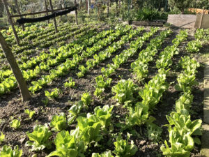 caserta-caiazzo-giardino-segreto-villasantacroce-agricoltura-olivecaiazzane-fagioli-miele-presidioslowfood-biologico-olio-ortaggi-degustazione