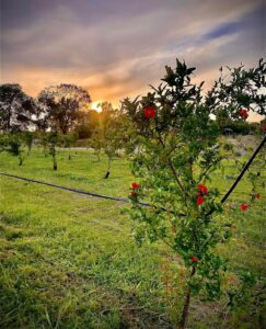 orto-paestum-capaccio-agricoltura-melograno-melagrana-uova-polli-azienda-rizzo